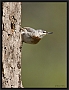 turkse boomklever3x4_MG_2307